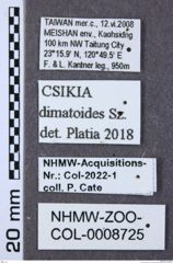 Etiketten zu Csikia dimatoides (NHMW-ZOO-COL-0008725)